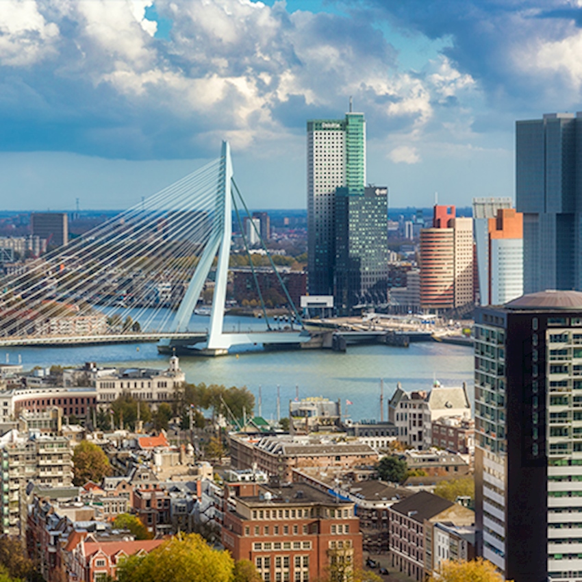 Close-up of diverse plant species on a rooftop garden